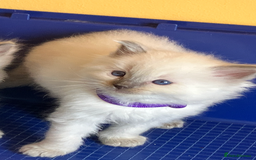 Ragdoll cats for sale: GCCF registered ChampionBloodline 5GENpedigree BSH - Image 20
