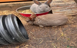 Mixed Breed rabbits for sale: mixed breed baby bunnies  - Image 11