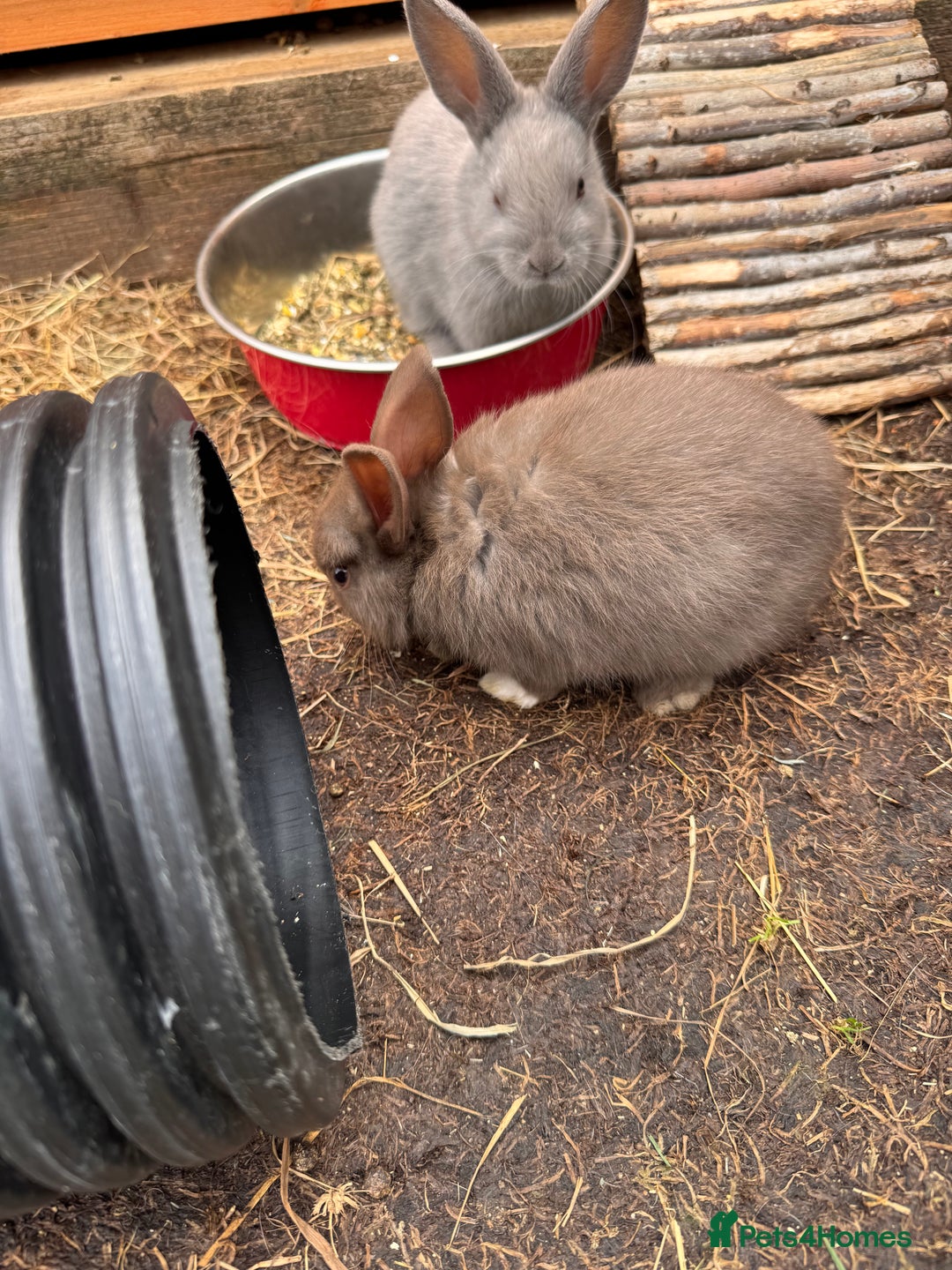 Mixed Breed rabbits for sale: mixed breed baby bunnies  - Image 11