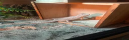 Bearded Dragon reptiles for sale: Hypo Bearded Dragon Juvenile  in Didcot - Advert 3