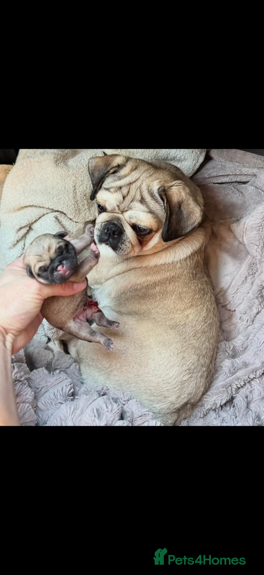 Pug dogs for sale: KC REGISTERED PUG PUPPY ( PADDINGTON ) - Advert 6