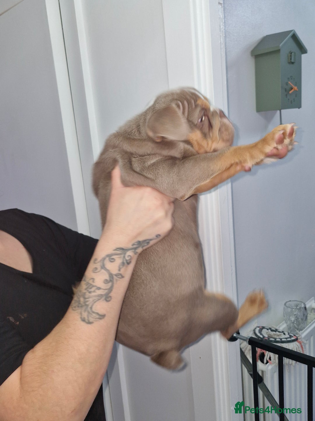 English Bulldog dogs for sale: Female English bulldog  - Image 5