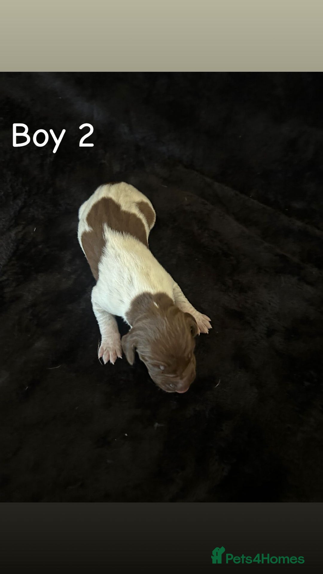 German Shorthaired Pointer dogs for sale: Beautiful pointer puppies - Image 6