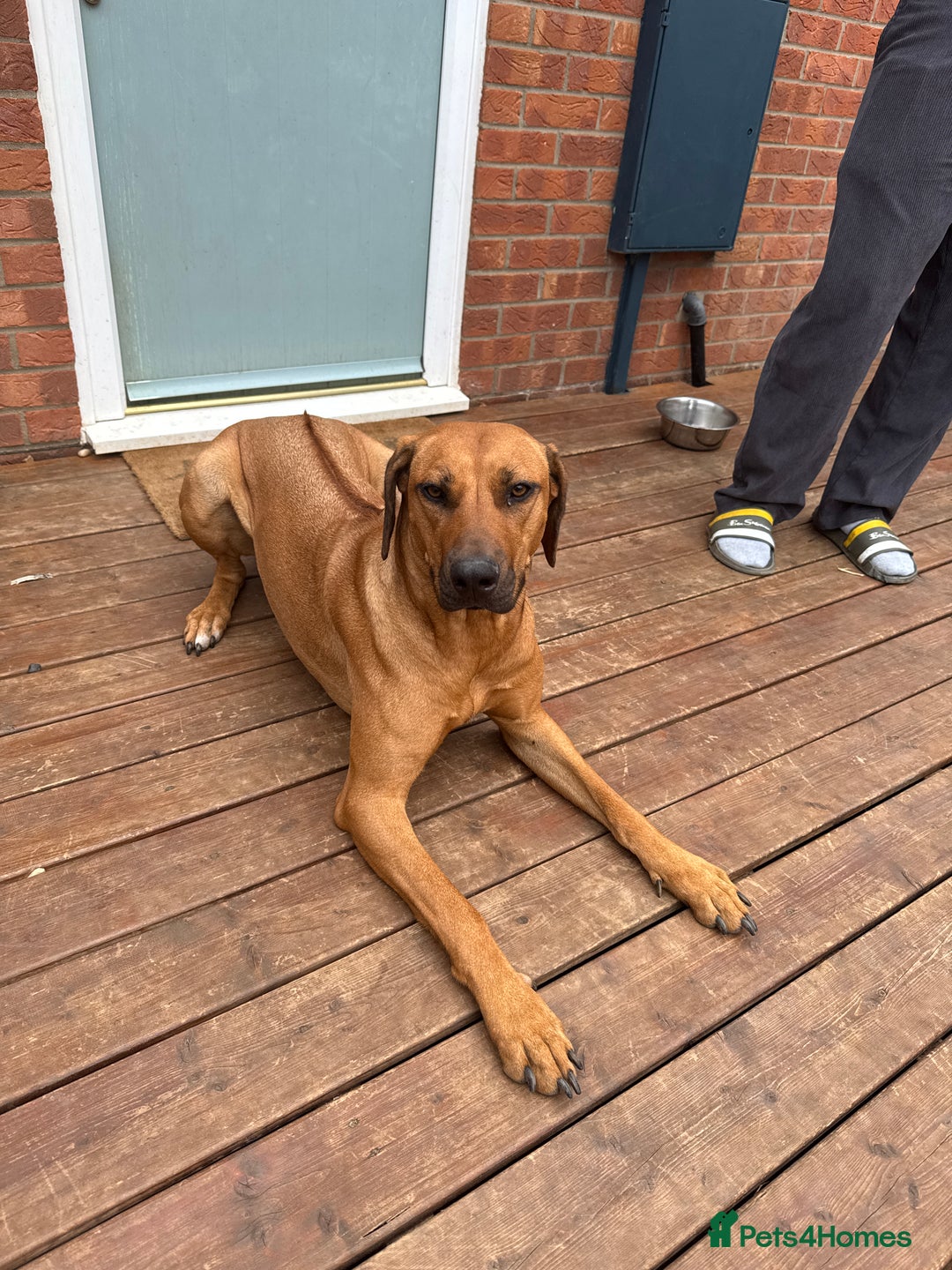 Rhodesian Ridgeback dogs for sale: Pedigree Rhodesian Ridgeback - Image 2