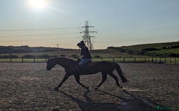 English Thoroughbred horses for sale: 15.2 thoroughbred mare - Image 1