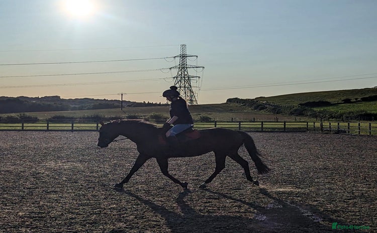 English Thoroughbred horses - Advert 1