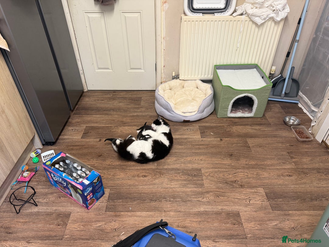 Mixed Breed cats for sale: Four beautiful kittens with lovely markings! - Image 14