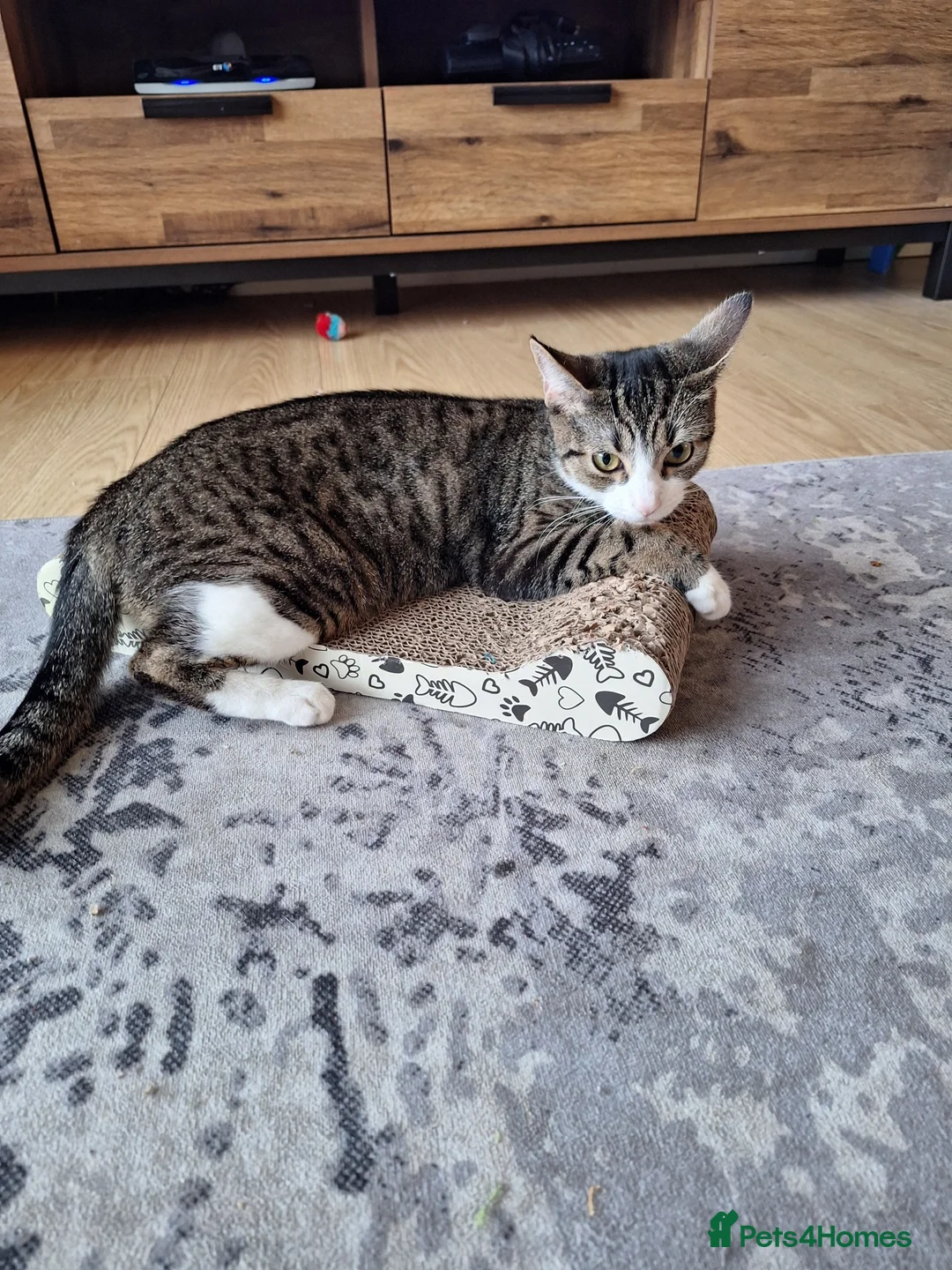 British Shorthair cats for sale: Female Indoor Cat  in Glasgow - Advert 5