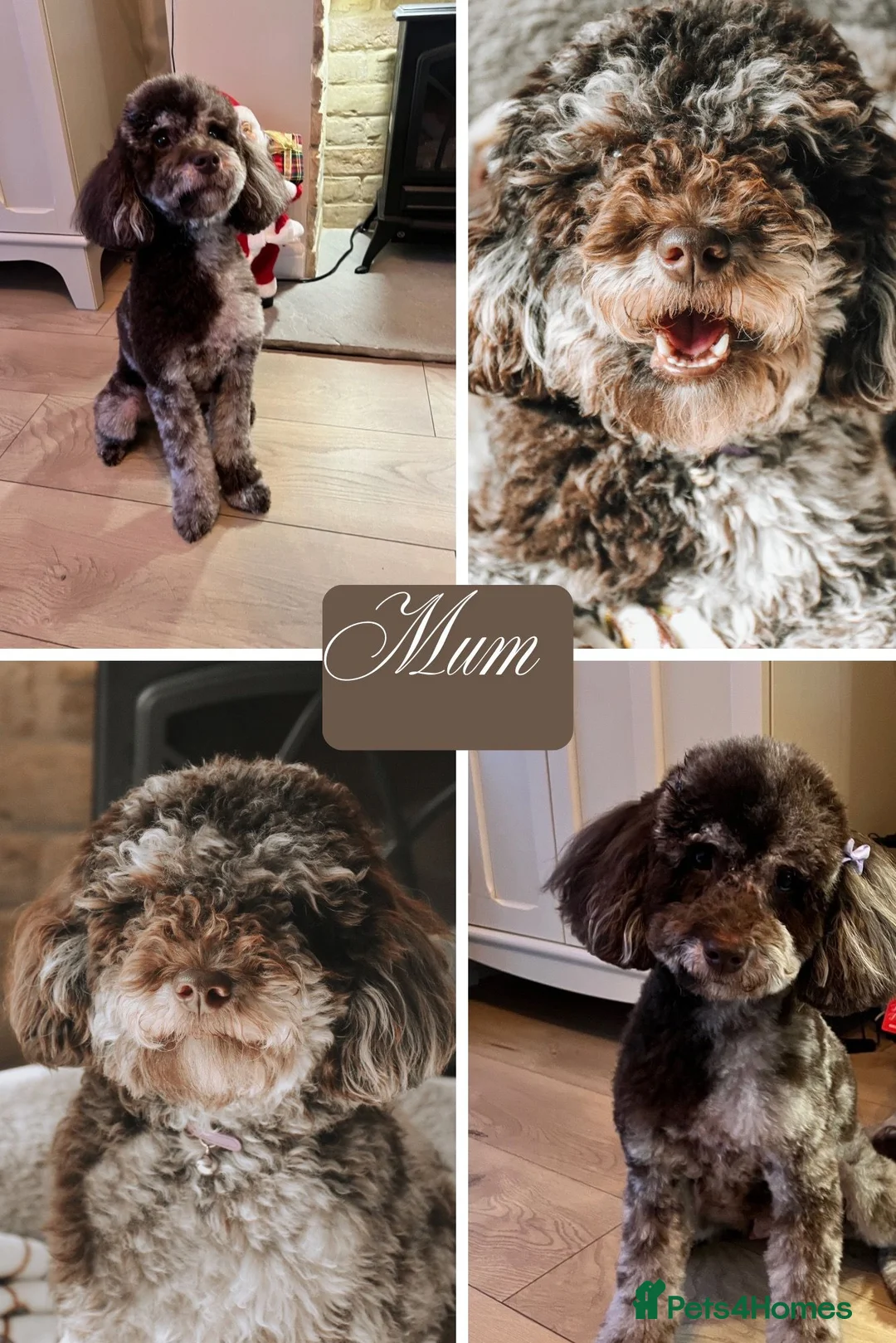 Cavapoo dogs for sale: ⭐️ Rare Chocolate & Tan Merle F1 Cavapoos⭐️ - Advert 14