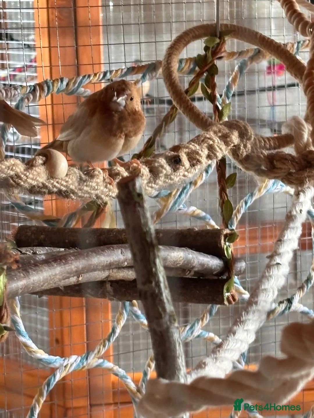 Finches birds for sale: Variety of Finches - Advert 10