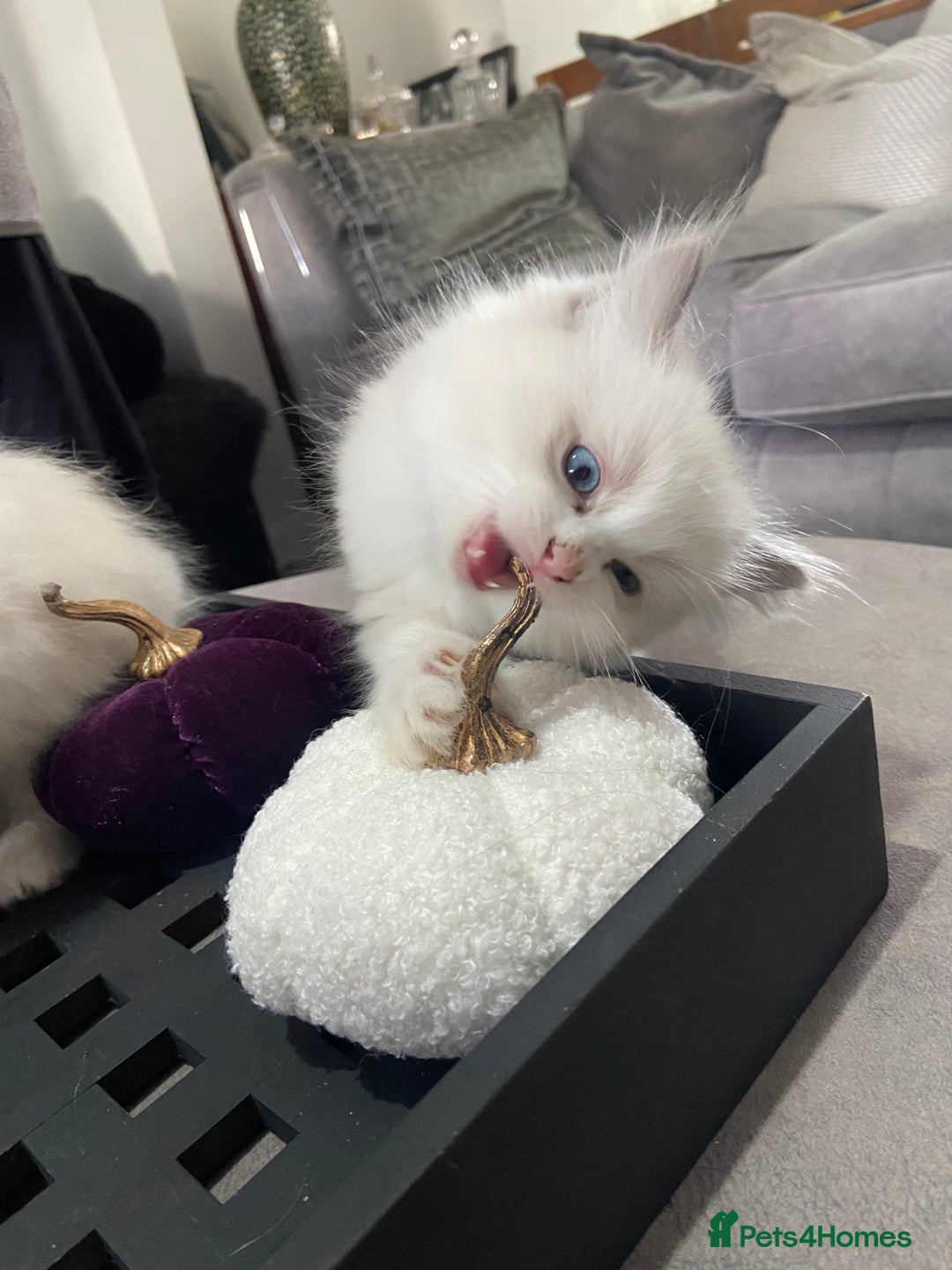 Ragdoll cats for sale: Baby Ragdolls  - Image 3