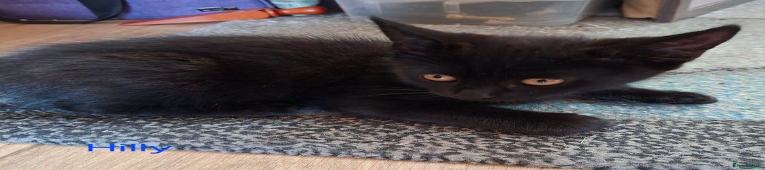 Mixed Breed Kitten 1