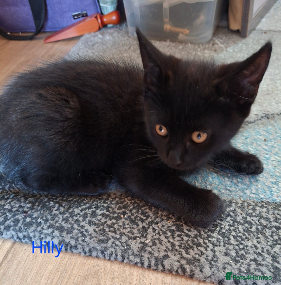 Mixed Breed cats for sale: Calling all witches and black cat lovers! - Image 4