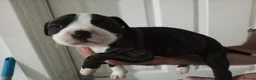 Mixed Breed dogs for sale: Mother and father are family pets  - Advert 4