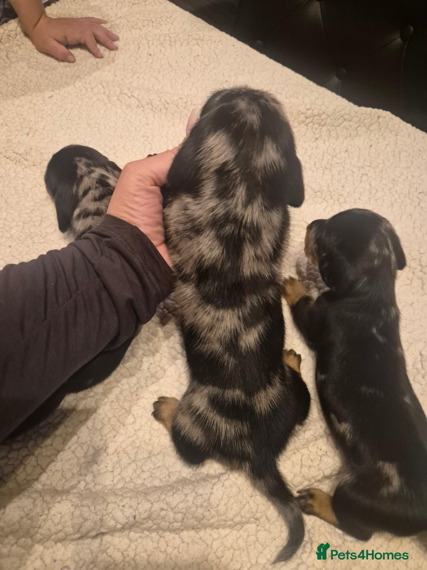 Miniature Dachshund dogs for sale: STUNNING 😍 MINITURE DACHSHUNDS 3 BOYS 1 GIRL  - Advert 23