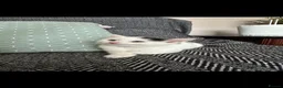 Domestic Shorthair cats for sale: Adorable kittens ready for forever homes 🩷 - Advert 10