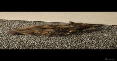 Mixed Breed cats - Advert 12