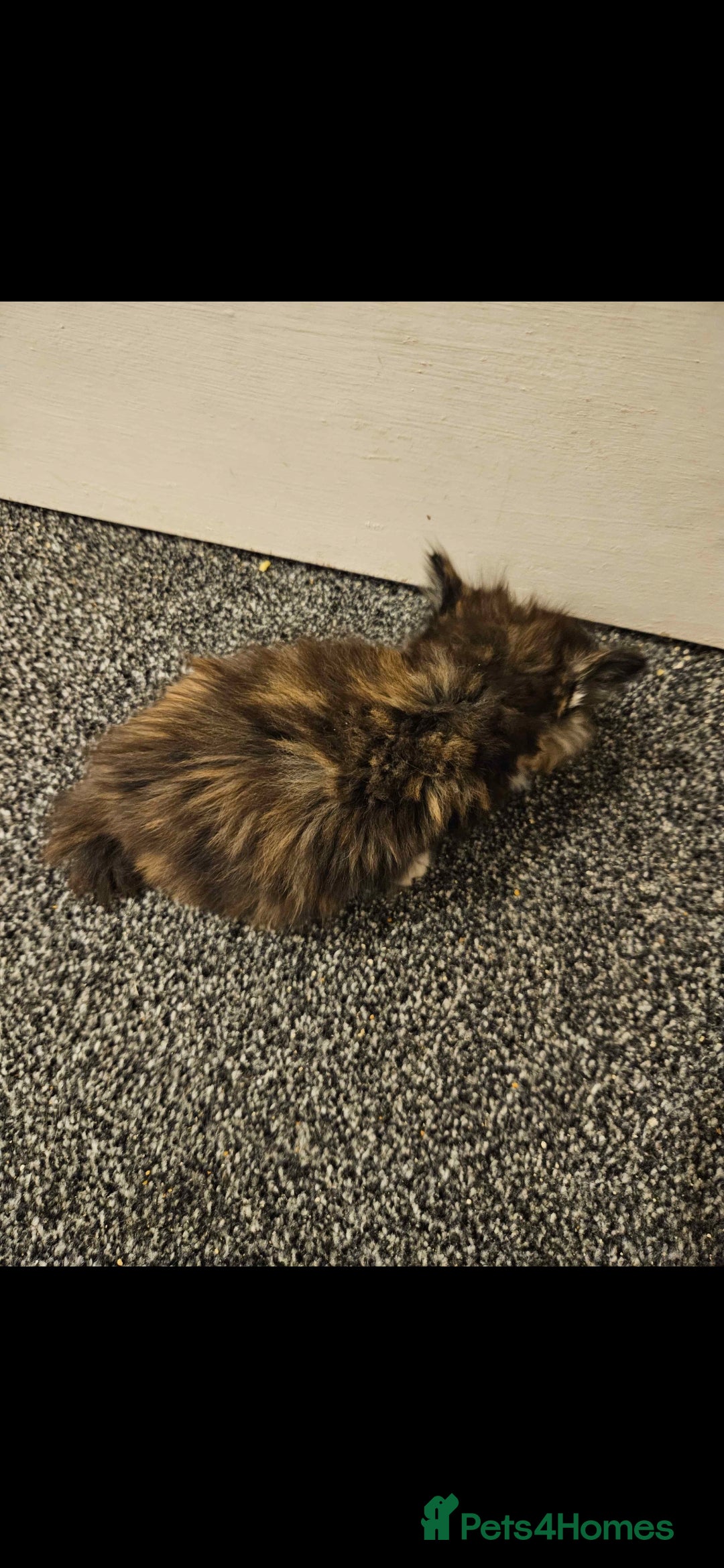 Mixed Breed cats for sale: Half ragdoll kittens - Image 2