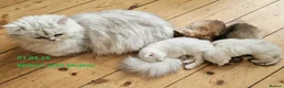 British Longhair cats for sale: ❤ Pedigree Kittens ❤ Gold Silver ❤ Healthy ❤ - Advert 6