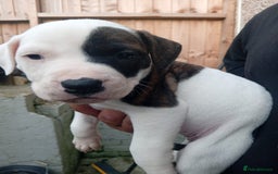 American Bulldog dogs for sale: Amercian Bulldog Pups 🐾  - Image 13