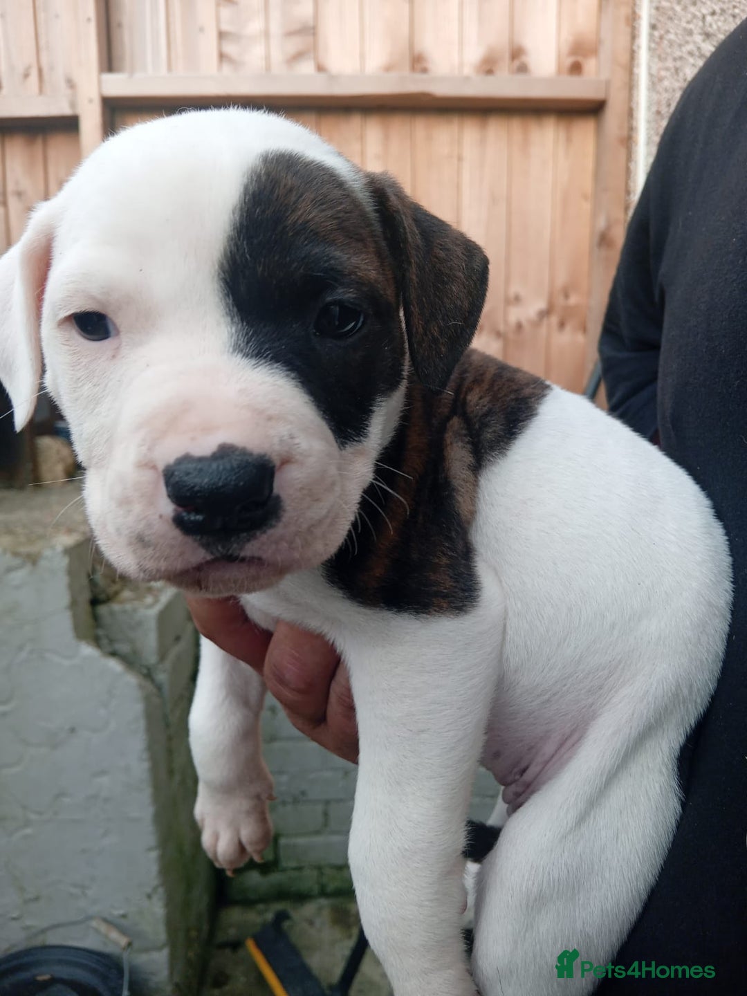 American Bulldog dogs for sale: Amercian Bulldog Pups 🐾  - Image 13