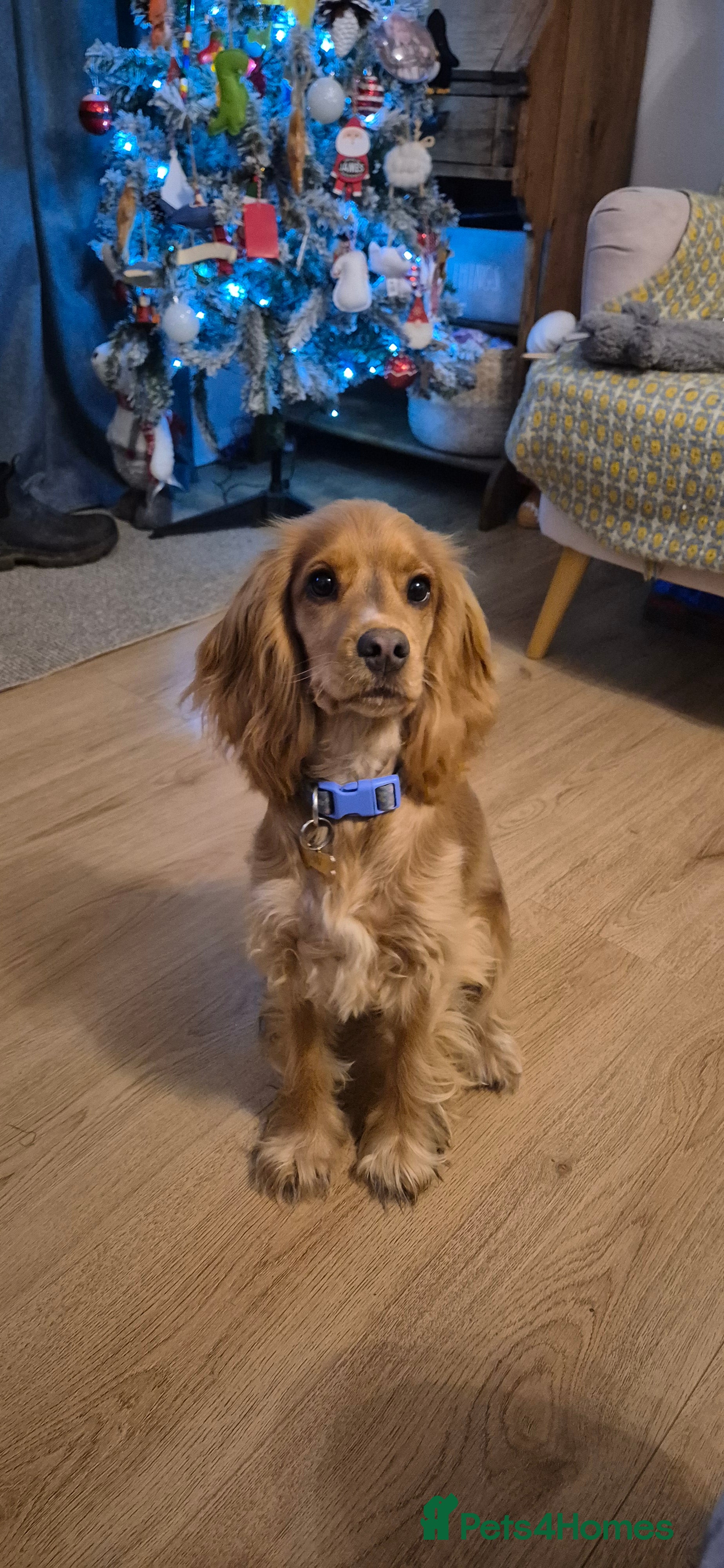 Cocker Spaniel dogs Female Cocker spaniel - Advert 18