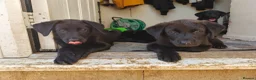 Mixed Breed dogs for sale: Red fox Labrador x Akita X GSD  in Cirencester - Advert 13