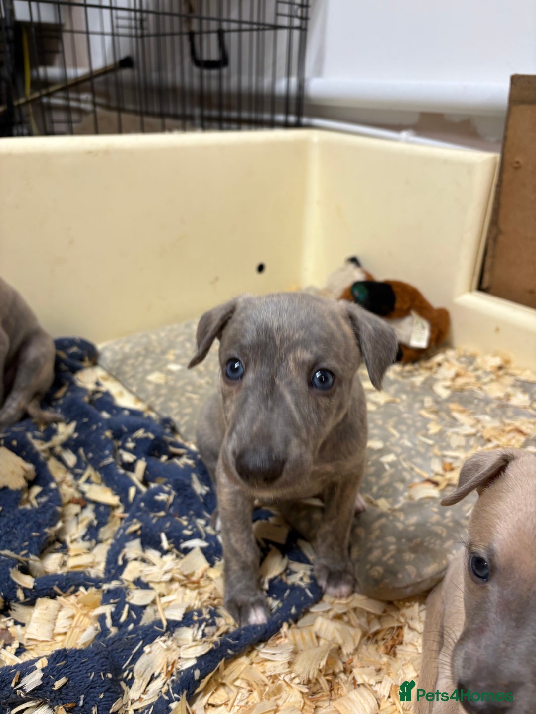 Mixed Breed dogs for sale: Bedlington whippet puppies  - Advert 7