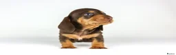 Miniature Dachshund dogs for sale: Miniature dachshund beautiful litter - Advert 15