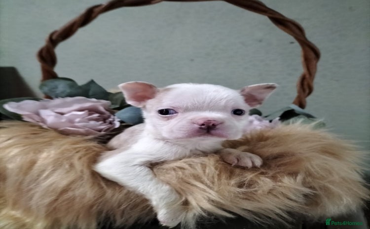 Boston Terrier dogs - Advert 1