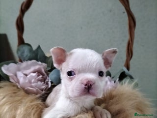 Boston Terrier dogs - Advert 1