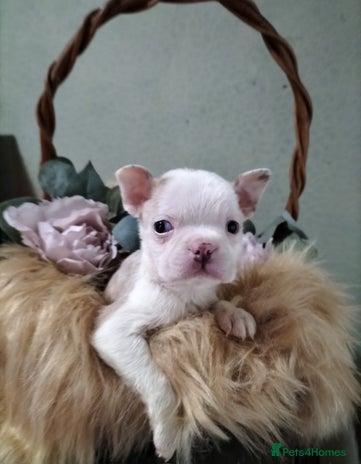 Boston Terrier dogs - Advert 1