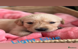 Goldador dogs for sale: Beautiful litter off 11 goldador puppies  - Image 10
