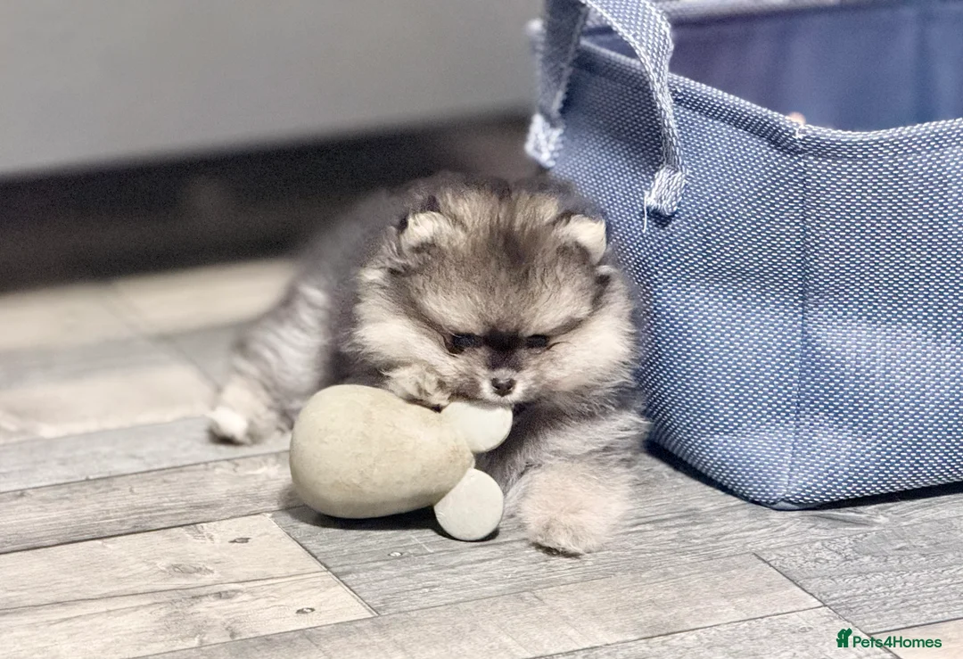 Pomeranian dogs for sale: Stuning Rare Colour Pomeranian Boy - Wolf Sable  - Advert 7