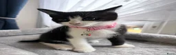 Mixed Breed cats for sale: Gorgeous back and white female girl  for sale  - Advert 2