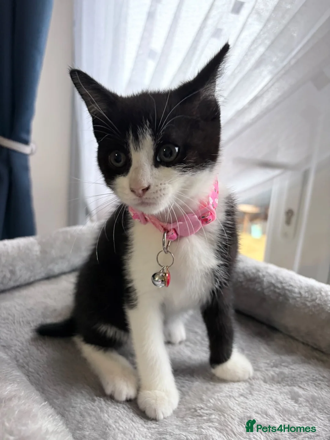 Mixed Breed cats for sale: Gorgeous back and white female girl  for sale  - Advert 2