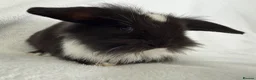 Mini Lop rabbits for sale: Beautiful mini lops **ready to reserve** - Advert 3