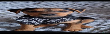 Lakeland Terrier 3