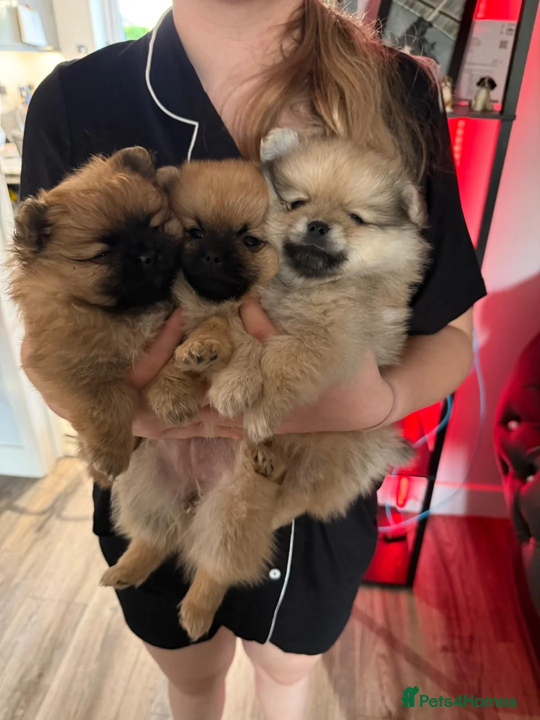 Pomchi dogs for sale: 💕 Beautiful fluffy pomchi girl 💕 - Advert 1