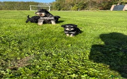 Schnoodle dogs for sale: Stunning Schnoodles, heath tested  - Image 15