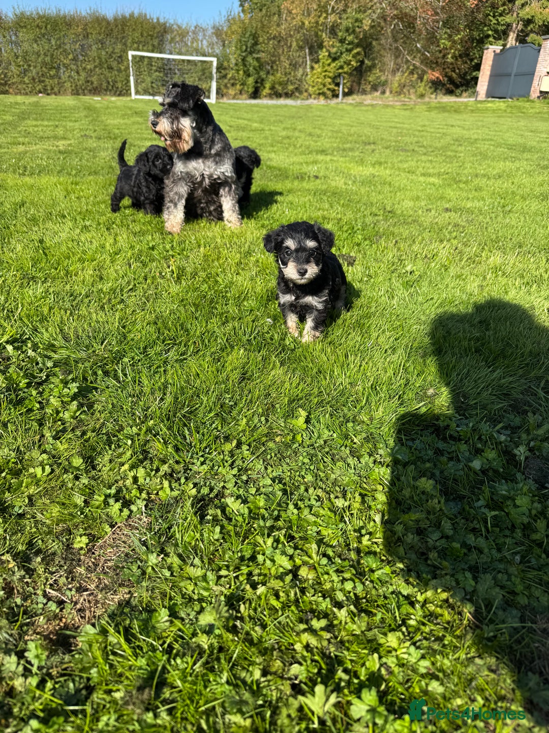 Schnoodle dogs for sale: Stunning Schnoodles, heath tested  - Image 15
