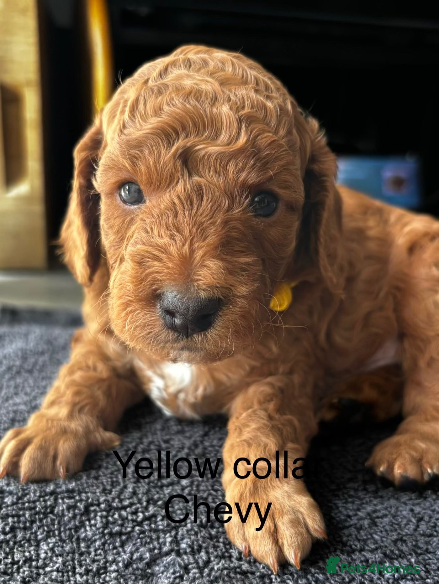 Cockapoo dogs Outstanding Cockapoo Puppies – Raised in my home. - Advert 1
