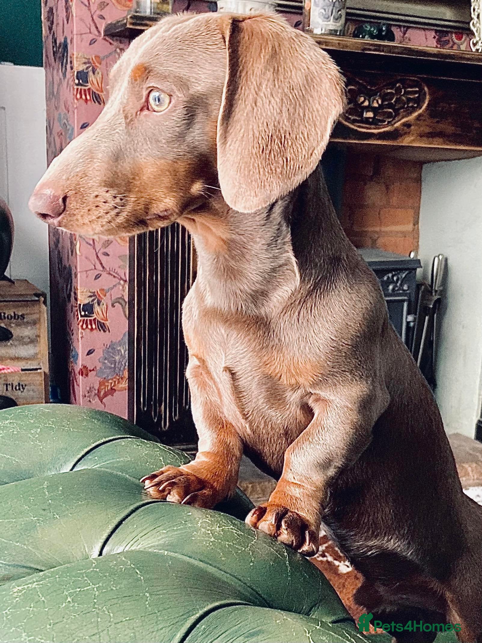 Miniature Dachshund dogs ⭐️KC ISABELLA L/l1 PRA DM & OI CLEAR COI0.0% STUD  in Gunnislake - Advert 11