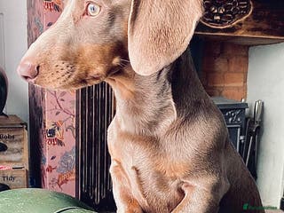Miniature Dachshund dogs ⭐️KC ISABELLA L/l1 PRA DM & OI CLEAR COI0.0% STUD in Gunnislake - Advert 11