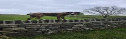 Mixed Breed dogs for stud: Cane corso x alpha blue blood american bulldog - Advert 6