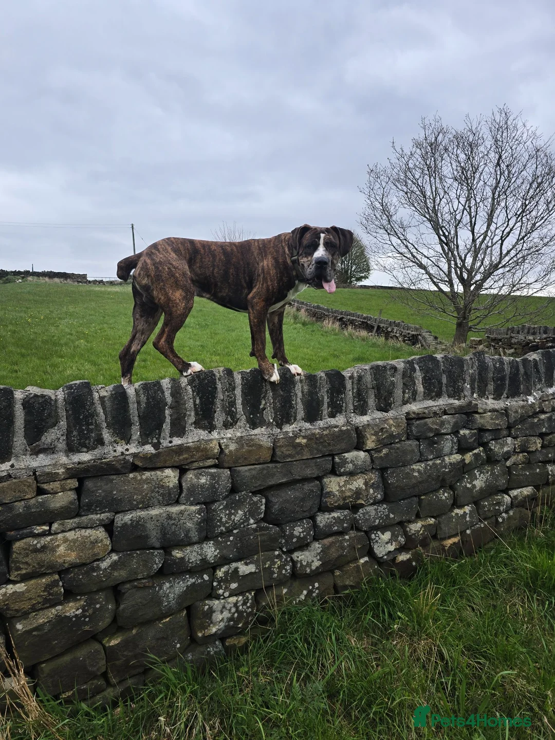 Mixed Breed dogs for stud: Cane corso x alpha blue blood american bulldog - Advert 6