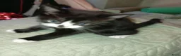 Mixed Breed cats for sale: Beautiful tuxedo boy kitten  - Advert 7