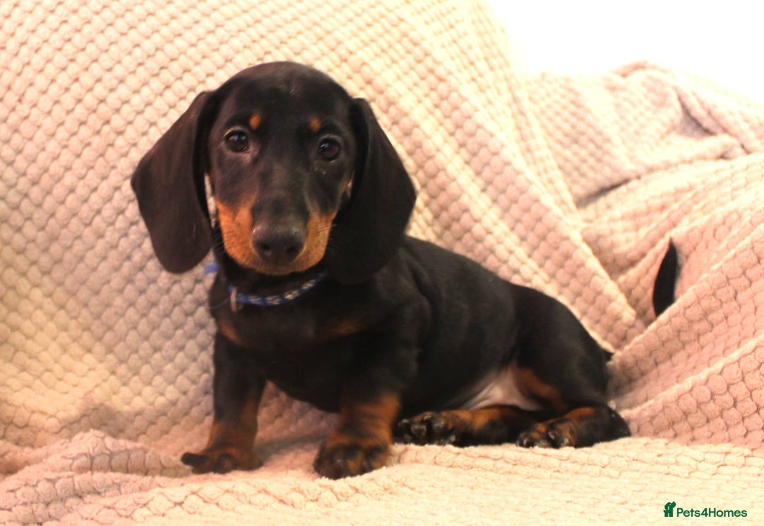 Dachshund dogs for sale: Beautiful standard dachshund litter   - Advert 5