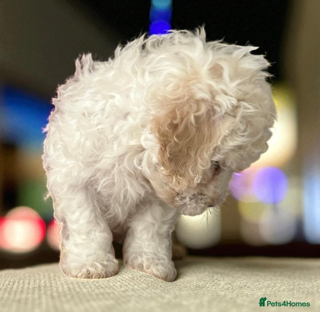 Poochon dogs for sale: Stunning Poochon Puupies - Image 9