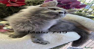 Maine Coon cats GCCF registered Maine Coons - Advert 2